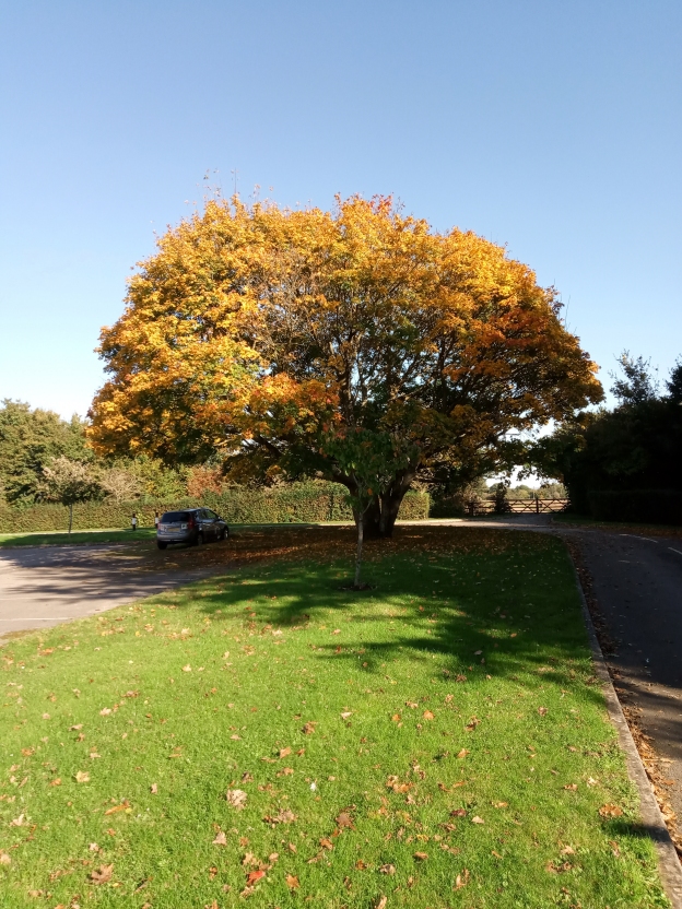 Autumnal colours on the Begbroke Science Park